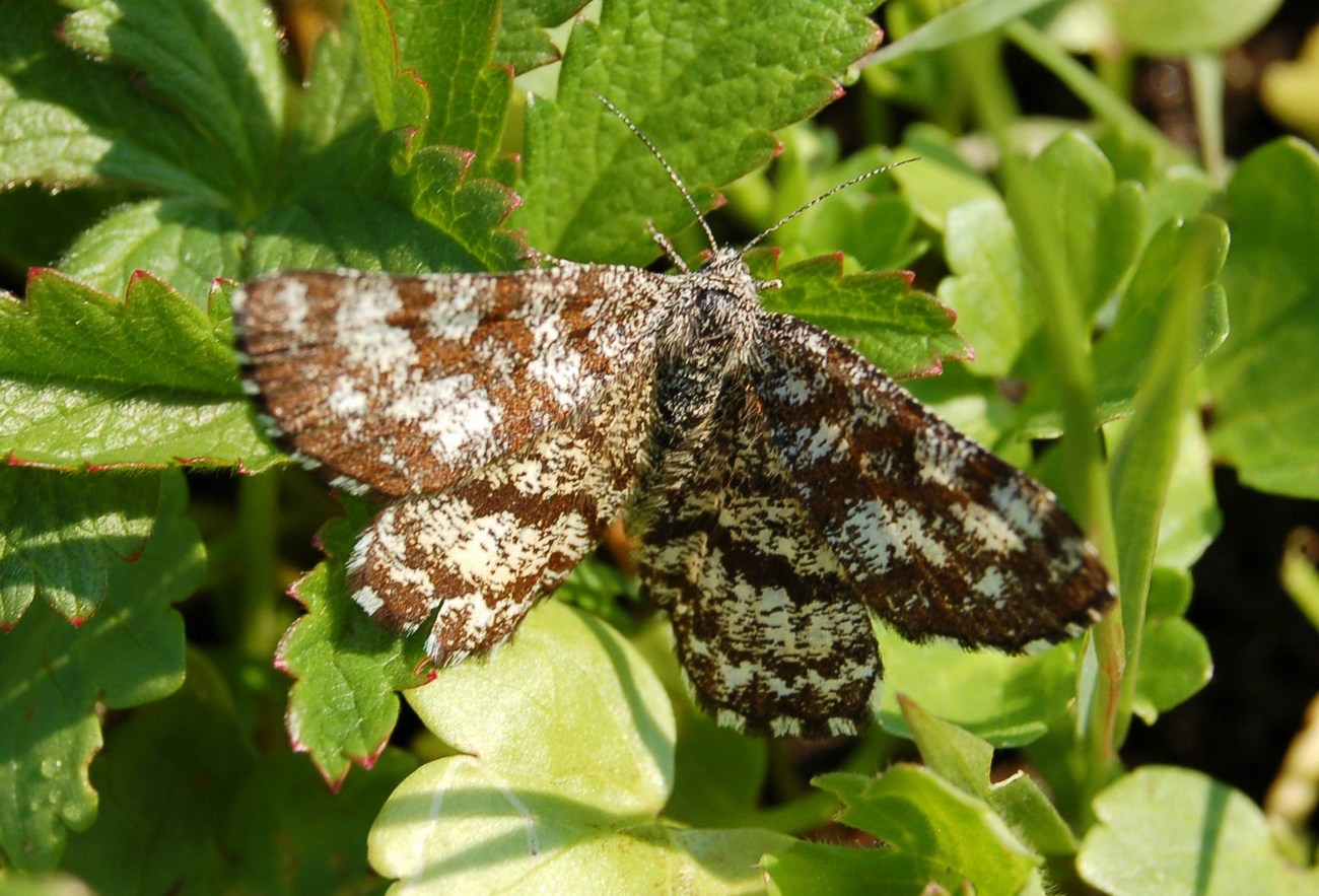 Farfalle brune